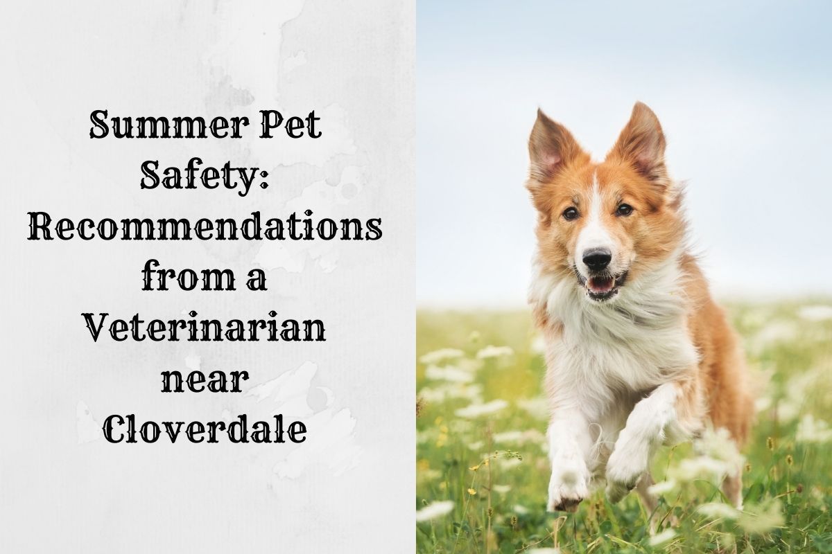 Summer-Pet-Safety-Recommendations-from-a-Veterinarian-near-Cloverdale