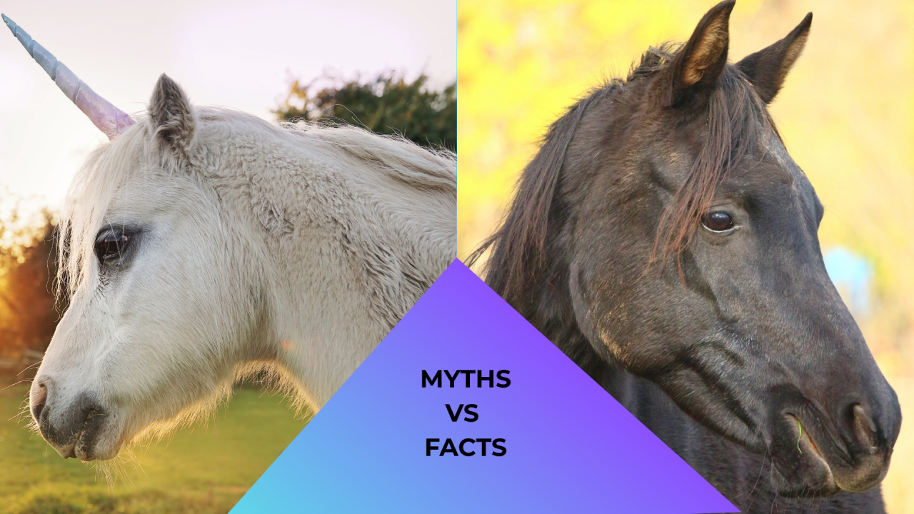 Myth vs. Fact About Animal Care