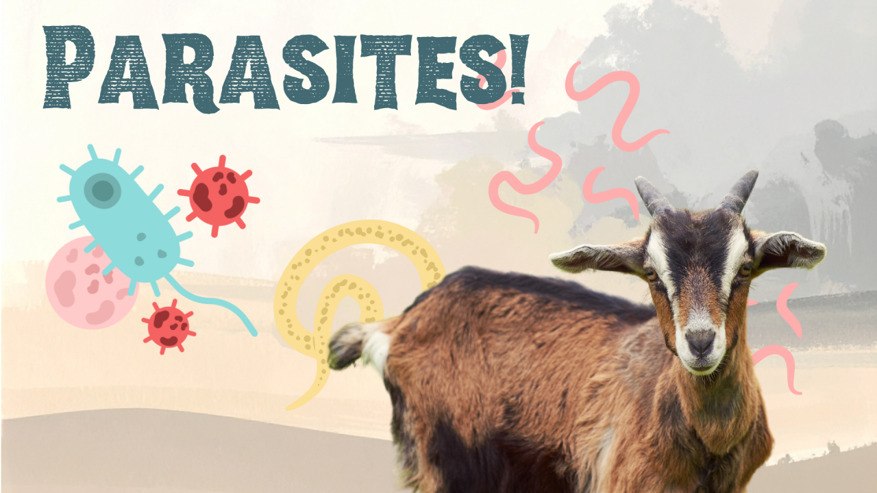 Goat surrounded by parasites in Tillamook, OR