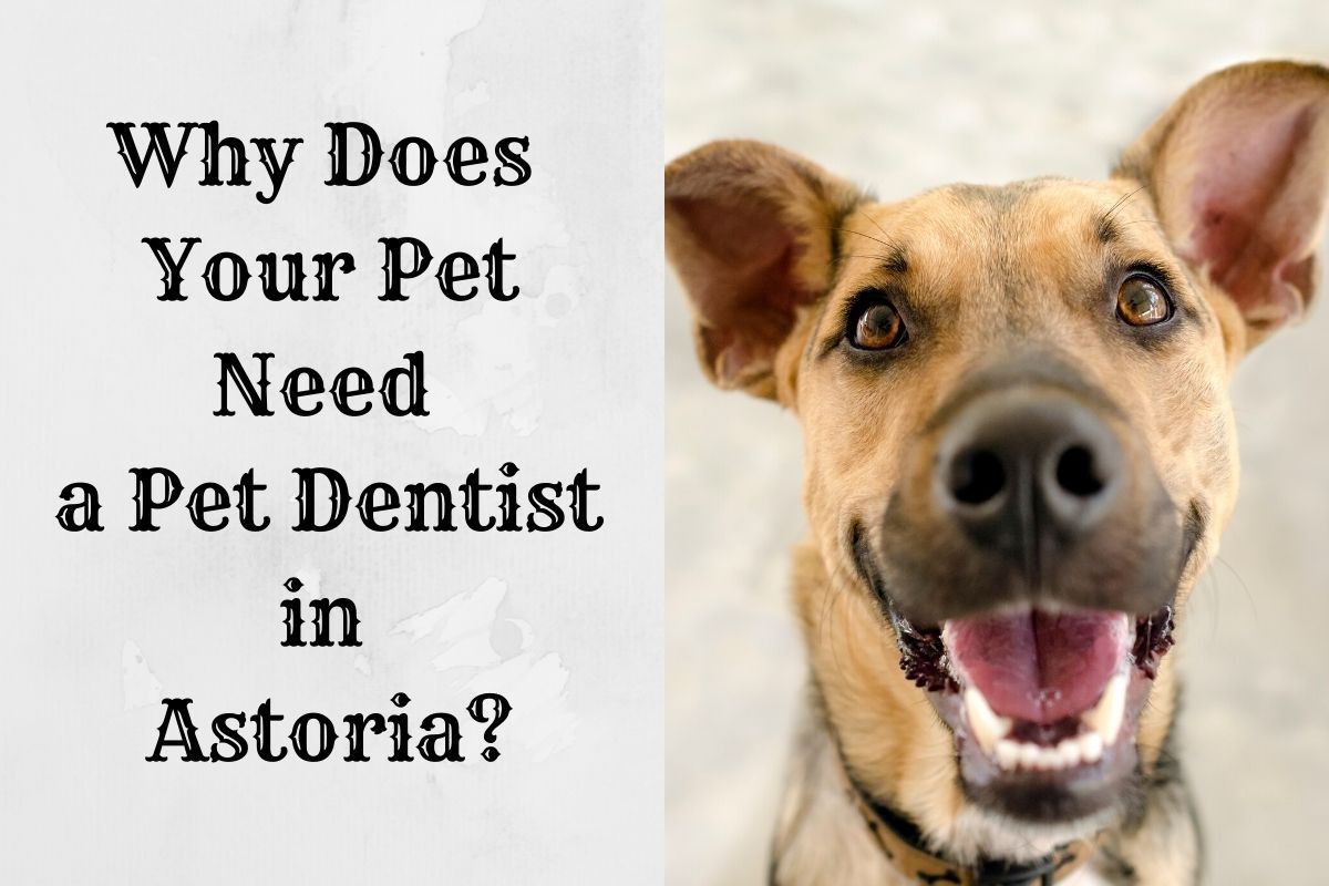 Why Does Your Pet Need a Pet Dentist in Astoria?
