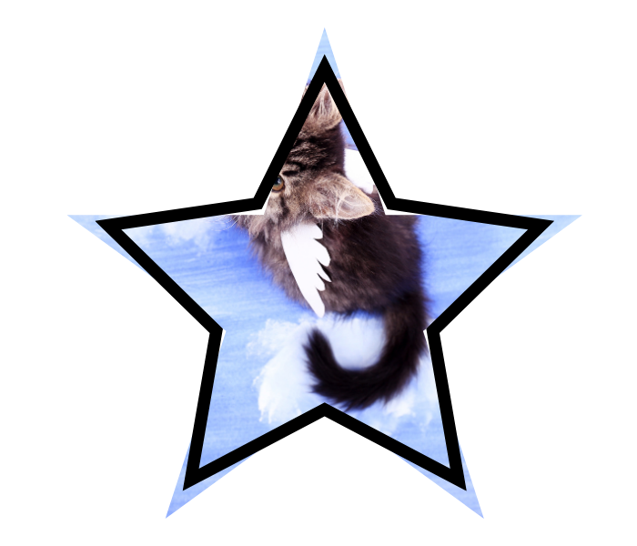 Mythical winged cat representing common misconceptions about animal care in Tillamook County, OR