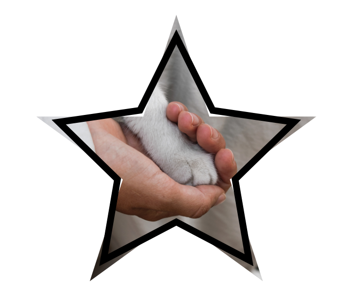Person holding a cat's paw during a veterinary visit for animal care in Tillamook County, OR at Pioneer Veterinary