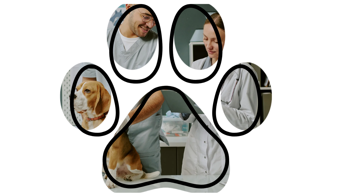 A beagle being examined by vets in a clinic, seen through a paw-shaped design.