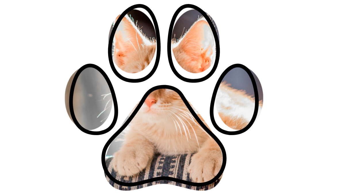 Cat peering through a paw-shaped cutout with its paws resting on a surface.