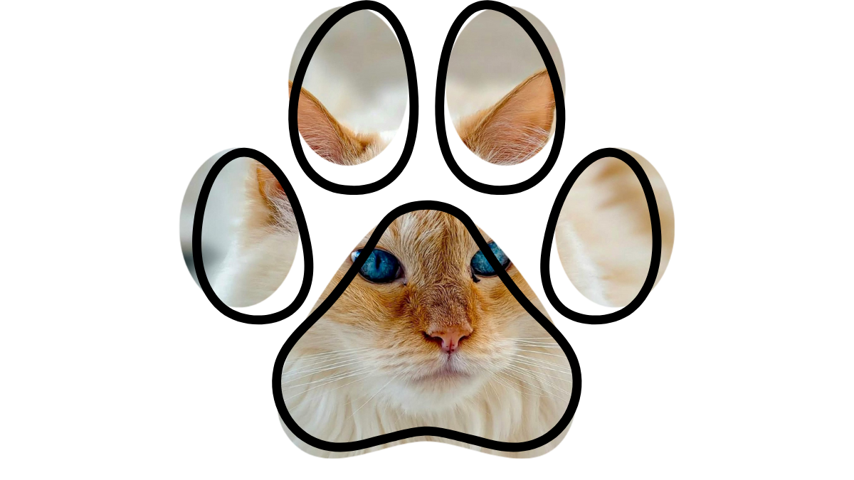 A cat with blue eyes is seen through a paw-shaped frame.