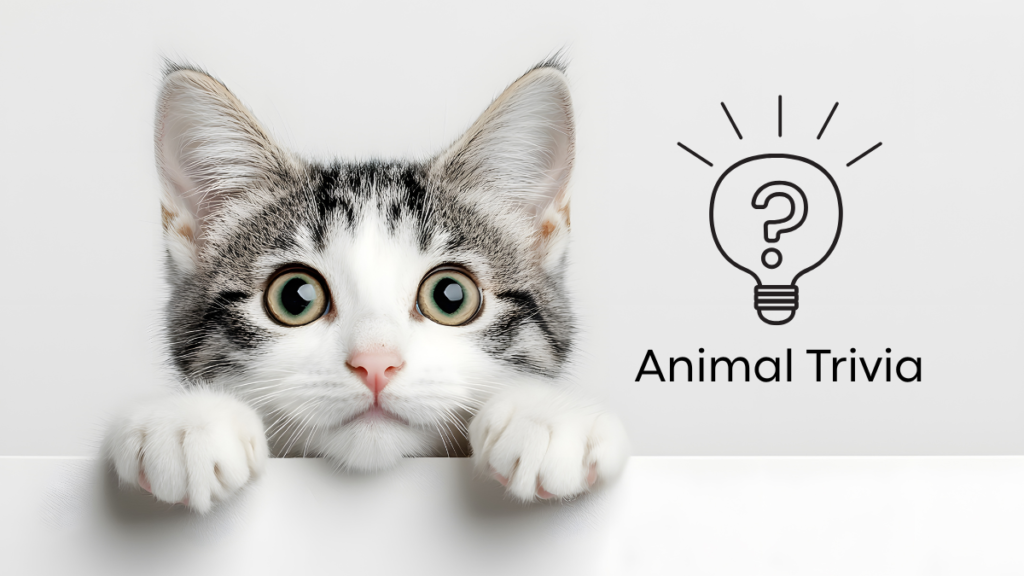 Cat peeking over a surface, wide-eyed, with "Animal Trivia" and a lightbulb icon beside it.
