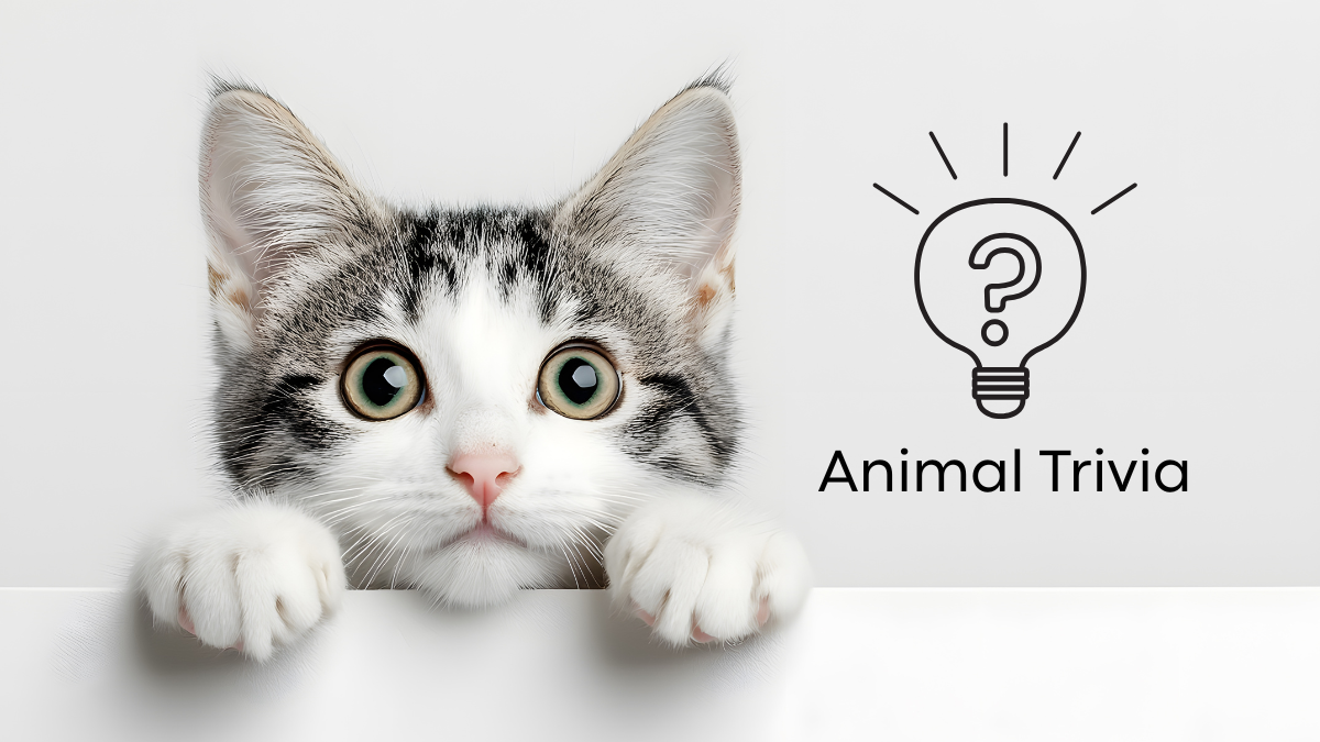 Cat peeking over a surface, wide-eyed, with "Animal Trivia" and a lightbulb icon beside it.