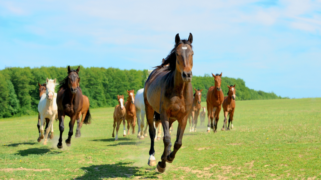 A group of horses gallops across a grassy field under a blue sky.