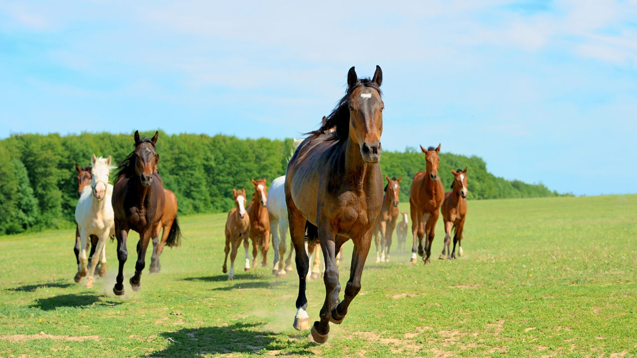 A group of horses gallops across a grassy field under a blue sky.