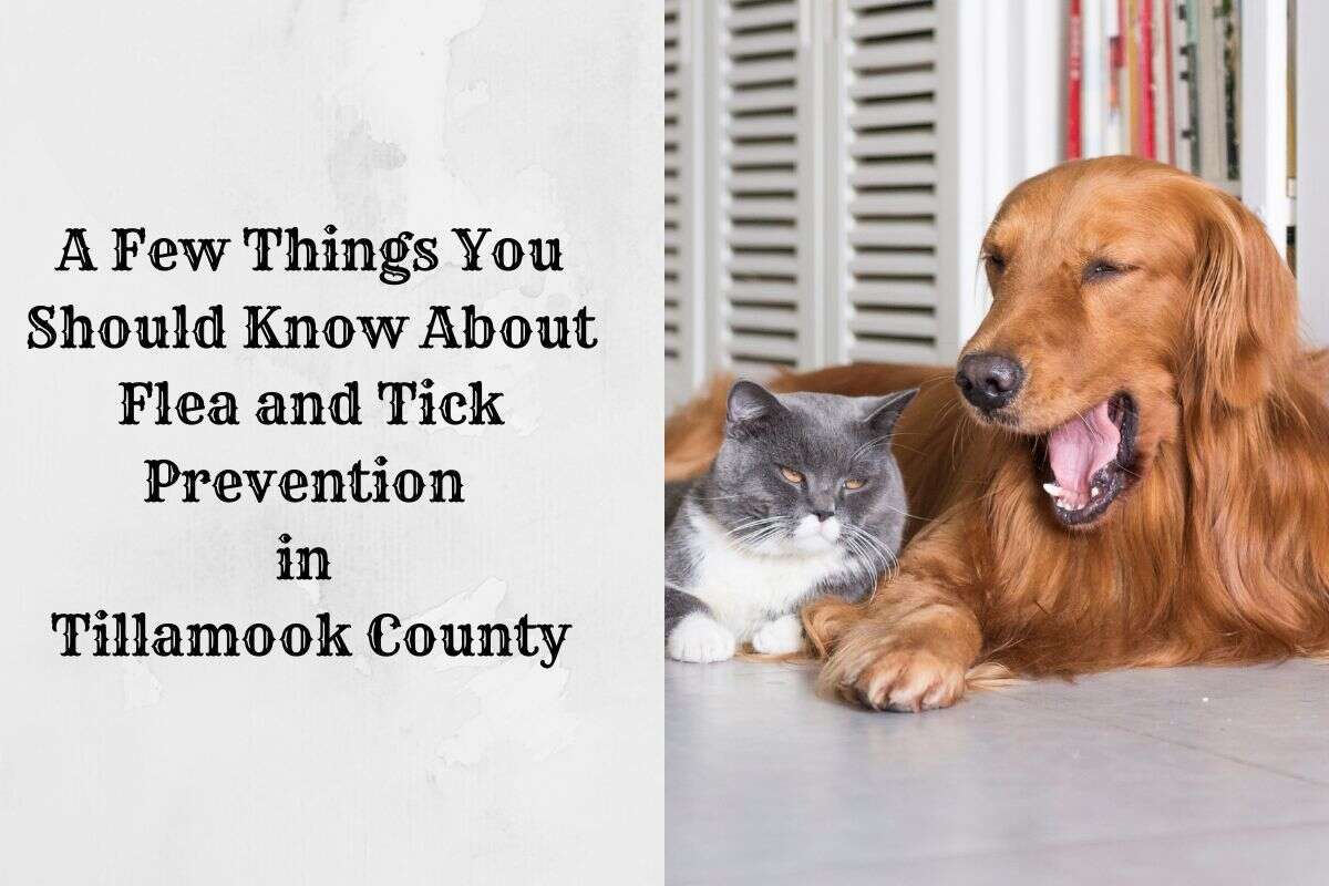 Golden retriever yawning beside a relaxed gray cat on the floor.