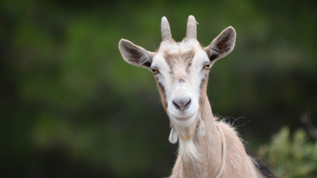 A goat with short horns and a beige coat looks directly at the camera, set against a blurred green background.