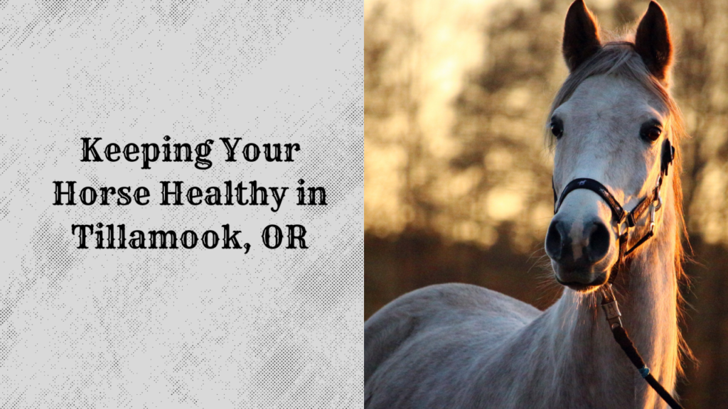 A close-up of a gray horse with a bridle, looking directly at the viewer against a soft-focus sunset background.
