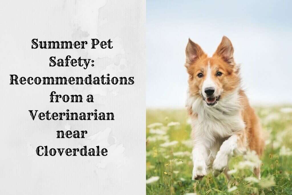 A happy dog running through a grassy field with text about summer pet safety.