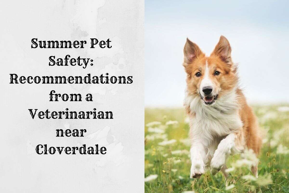 A happy dog running through a grassy field with text about summer pet safety.