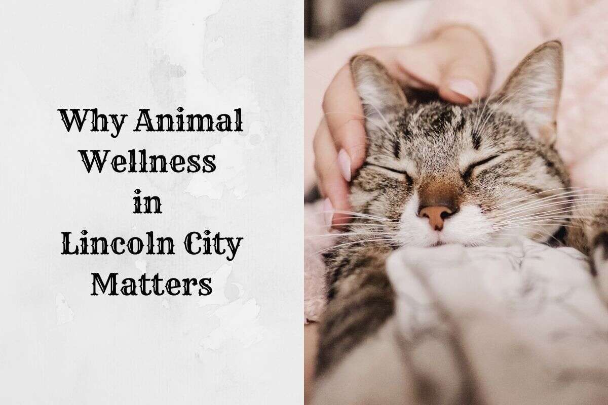 A content cat with closed eyes being gently petted on the head.