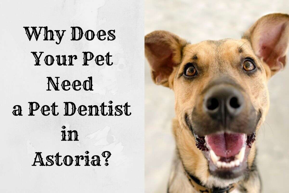 A happy dog with ears perked up and mouth open, beside text asking about a pet dentist in Astoria.