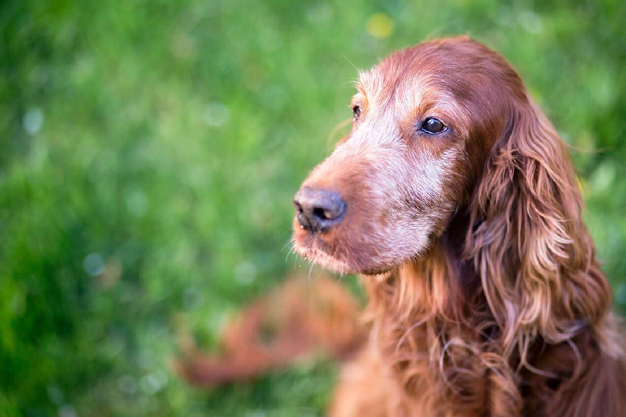 A reddish-brown dog with long fur and floppy ears sits on grass, looking off to the side.