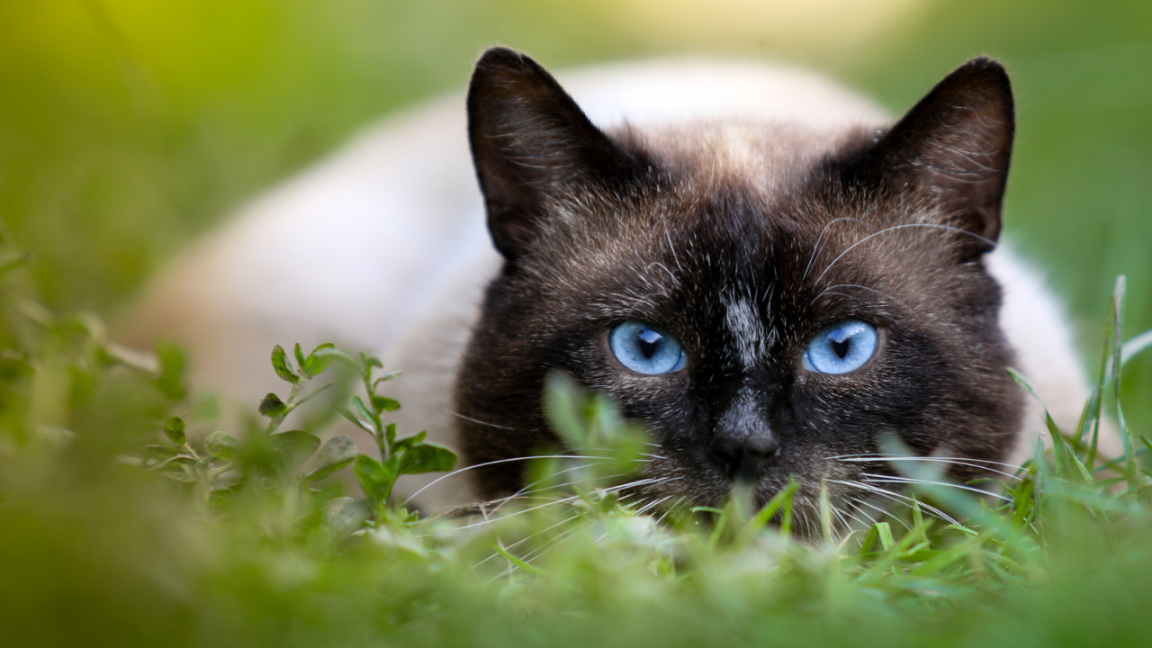 A Siamese cat with striking blue eyes crouches low in green grass.