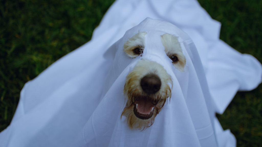 A dog playfully covered with a white sheet, peeking through with its face visible, sitting on grass.
