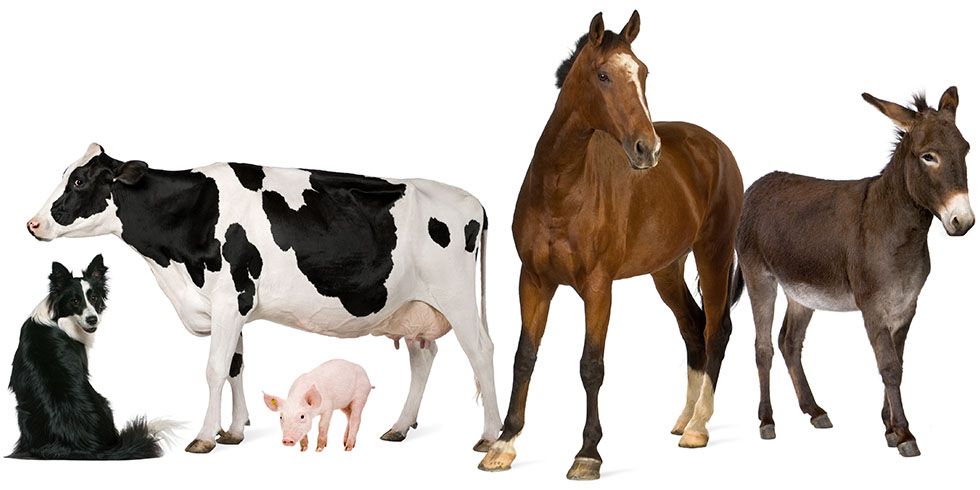 A black and white dog, a black and white cow, a pink piglet, a brown horse, and a brown donkey standing in a row.