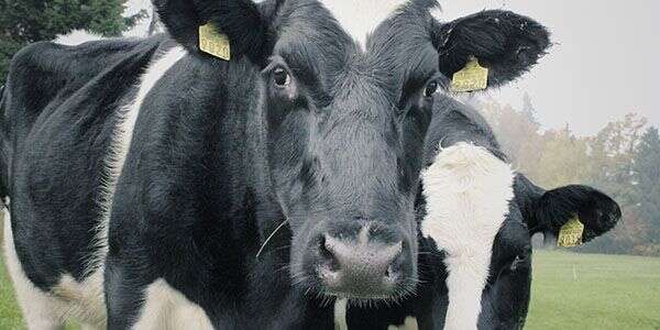 Two black and white dairy cows with ear tags standing in a grassy field, looking directly at the camera.