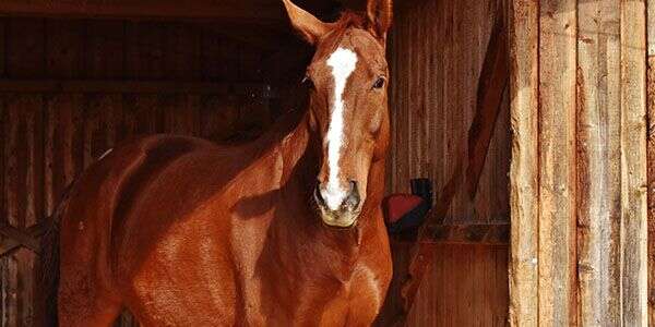 A brown horse with a white stripe on its face stands in a wooden stable.