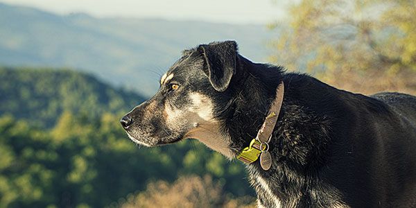 A black and tan dog with a collar gazes intently into the distance with a hilly landscape in the background.