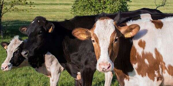 Three cows with various coat patterns stand on a grassy field under a clear sky.