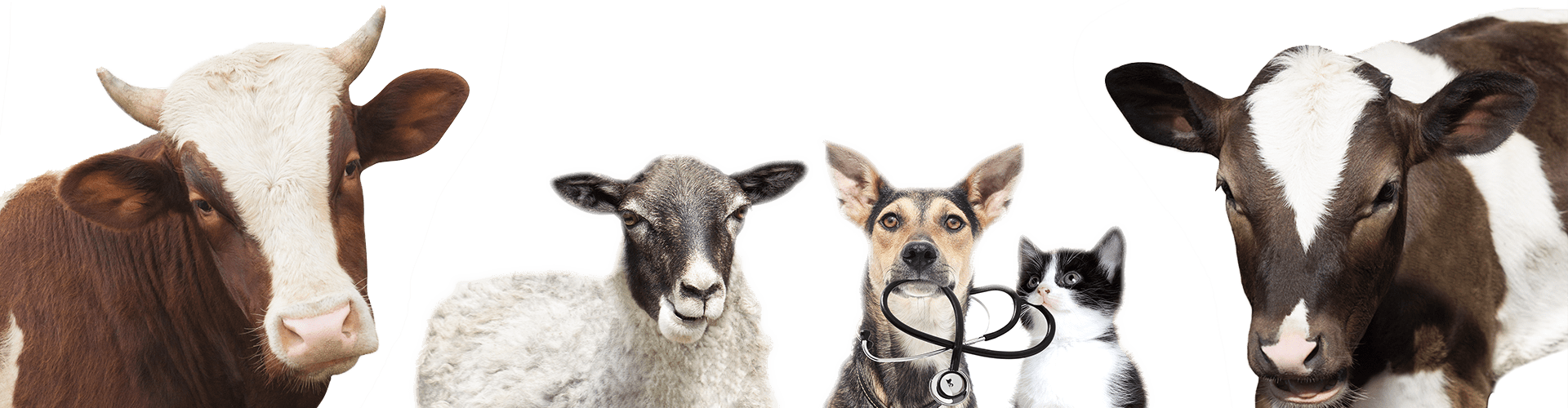 Cow, sheep, dog with a stethoscope, cat, and another cow standing in a row.