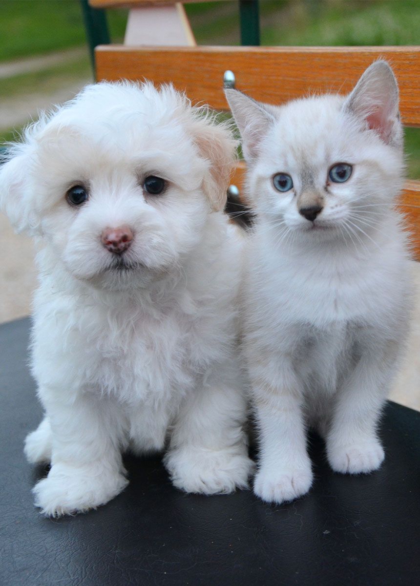 Fluffy white puppy and gray kitten sitting side by side on a bench.