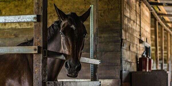 A horse standing in a wooden stable, looking through the bars of its stall.