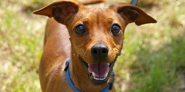 A small brown dog with big ears and a blue collar looks up with an open mouth and bright eyes.