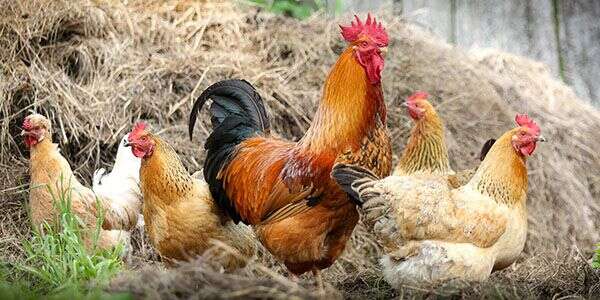 A rooster and several hens forage in a grassy area with a haystack in the background.