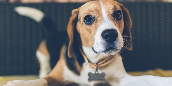 A curious beagle dog with a collar and tag looks toward the camera.