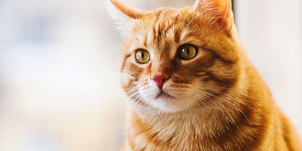 Orange tabby cat with green eyes looking intently to the side.