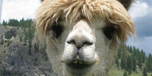 A close-up of a llama with fluffy hair covering its eyes, standing outdoors against a natural landscape.