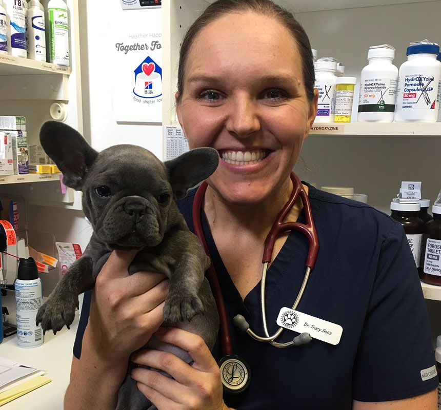 A veterinarian smiles while holding a small French Bulldog puppy in a clinic.