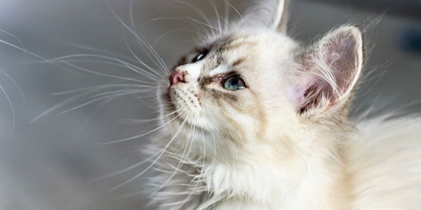 Fluffy cream-colored kitten with blue eyes looking upward.
